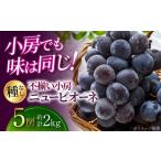 ふるさと納税 果物類 ぶどう 広島県 三次市  2026年先行予約 8月下旬頃から順次発送 ぶどう 不揃い小房ニューピオーネ5房（約2kg） 訳あり 不揃い 種なし ニュ…