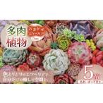 花 苗木 多肉植物 名札付 おまかせ エケベリア