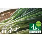 野菜類 ねぎ 青ネギ 容量 4kg