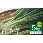 野菜類 ねぎ 青ネギ 容量 5kg