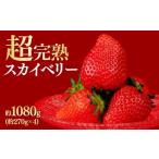 ふるさと納税 いちご 栃木県 茂木町  先行受付：3月以降発送 いちご 鈴木ファームの朝摘み厳選『スカイベリー』レギュラーサイズ 約270g × 4パック 合計 約10…