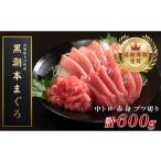 マグロ 訳あり 不定貫 養殖本マグロ 中トロ