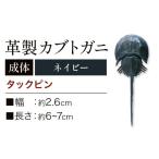 小物 レザー 革製 カブトガニ タックピン 革