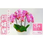 花 飾るだけ 胡蝶蘭 ミディー胡蝶蘭 ピンク