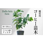 苗木 観賞用コーヒー苗木 80cm~100cm