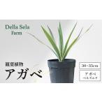苗木 アガベ 約30cm~35cm 白閃光