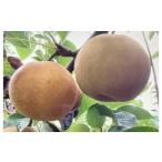 ふるさと納税 梨 鳥取県 琴浦町  先行予約 訳あり 数量限定 鳥取県産”新甘泉（しんかんせん） 約5kg （10〜18玉） 2026年9月中旬頃出荷