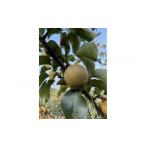 ショッピングふるさと納税 梨 ふるさと納税 梨 鳥取県 琴浦町 訳あり 数量限定 鳥取県産”新興梨（しんこうなし）” 約5kg （8〜15玉） 2025年10月中旬頃出荷