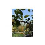 ふるさと納税 梨 鳥取県 琴浦町 訳あり 数量限定 鳥取県産”王秋梨（おうしゅうなし）” 約5kg （7〜15玉） 2025年11月中旬頃出荷