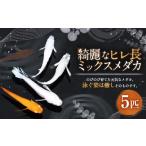 生き物 綺麗なヒレ長ミックスメダカ 5匹