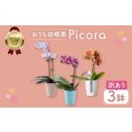 ふるさと納税 雑貨・日用品 花 愛知県 豊橋市 胡蝶蘭『ピコラ』 ミディ 3鉢 セット 花 鉢花 訳あり おまかせ 鉢植え 豊橋市 胡蝶蘭 ランキング 一位