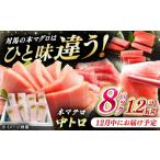 マグロ 12月中にお届け 対馬産 養殖 本マグロ