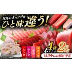 マグロ 12月中にお届け 対馬産 本マグロ 4種