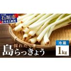 野菜類 採れたて島らっきょう 農薬 化学肥料不使用 1kg