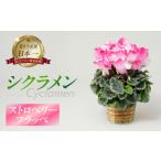花 苗木 シクラメン ストロベリーフラッペ