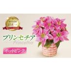 花 苗木 プリンセチア ホットピンク 観葉植物