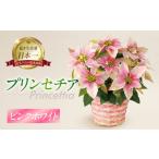 花 苗木 プリンセチア ピンクホワイト 観葉植物
