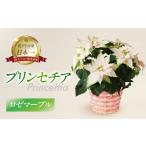 花 苗木 プリンセチア ロゼマーブル 観葉植物