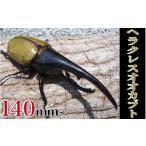 生き物 ヘラクレスオオカブト♂140mm~