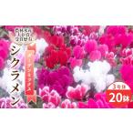 花 ~シクラメン ガーデンミックス 3号鉢×20鉢