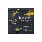 苗木 和ボンサイ WA BONSAI 季節を感じる小さな宇宙