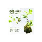 苗木 苔玉 MOSS BOWEL 季節の苔玉