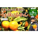 訳あり それでも 甘夏 箱込 5kg
