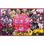 苗木 ビオラ おまかせ 48ポット 花 生産農場