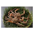 ふるさと納税 カニ 松葉ガニ 鳥取県 八頭町  活物 訳あり 松葉がに 500g超 お手頃サイズ　2杯