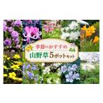 花 苗木 季節の山野草5ポットセット