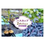 花 苗木 ハスカップ2ポットセット