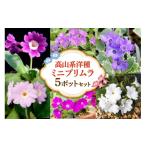 花 苗木 高山系洋種ミニプリムラ5ポットセット