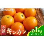 みかん 柑橘類 完熟 キンカン 約1kg