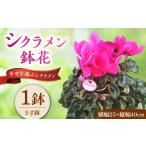 花 シクラメン 鉢花 中山園芸 お花 鉢植え 生花