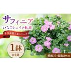 花 サフィニア いちごシェイク 鉢花 中山園芸