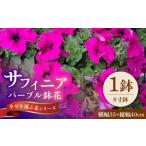 花 サフィニア パープル 鉢花 中山園芸 お花