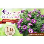 花 サフィニア ブルーモーメント 鉢花 中山園芸