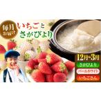 いちご 2026年12月~発送 4回定期便