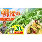 野菜類 新鮮朝採れ くうしん菜 パック 20袋