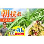 野菜類 新鮮朝採れ くうしん菜 パック 40袋