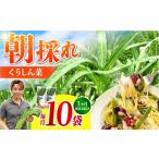 野菜類 3回定期便 新鮮朝採れ くうしん菜 計30袋