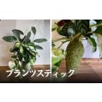 プランツスティック 観葉植物 インテリア