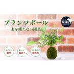 プランツボール 観葉植物 インテリア グリーン
