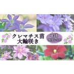 生き物 花苗 クレマチス 苗 大輪咲き 4鉢セット