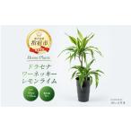 花 苗木 2026年6月中旬~発送 観葉植物