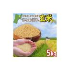 ふるさと納税 玄米 宮