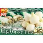 野菜類 玉ねぎ 3回 定期便 シーズン期間に3回お届け