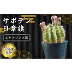 花 苗木 サボテン 日章旗 エキノプシス属 白峯園