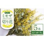 花 ミモザの予定 箕面産ミモザ切り花 5本