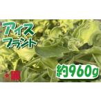 野菜類 アイスプラント 80 g×12 個 サラダ